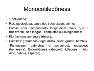 Monocotiledôneas
• 1 cotilédone;
• Raiz fasciculada, caule dos tipos estipe, colmo;
• Folhas com comprimento longitudinal maior que o
  transversal, são longas , completas ou invaginantes;
• Flor homeoclamídea e trímera;
• Famílias: gramíneas (trigo, milho, arroz, grama, bambu),
   Palmáceas( palmeiras e coqueiros), musáceas
  (bananeira), Bromeliáceas (abacaxi), Liliáceas ( lirio,
  alho, cebola, aspargo)...
 
