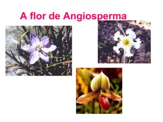 A flor de Angiosperma
 