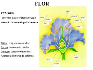 FLOR
FUNÇÕES:
-proteção das estruturas sexuais
-atração de animais polinizadores




Cálice: conjunto de sépalas
Corola: conjunto de pétalas
Gineceu: conjunto de pistilos
Androceu: conjunto de estames
 