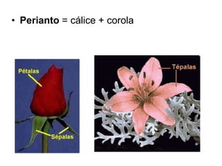 • Perianto = cálice + corola
 