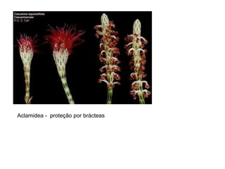Aclamidea - proteção por brácteas
 