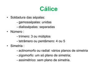 Cálice
• Soldadura das sépalas:
      - gamossépalas: unidas
      - dialissépalas: separadas
• Número :
      - trímero: 3 ou mútiplos
      - tetrâmero ou pentâmero: 4 ou 5
• Simetria :
      - actinomorfo ou radial: vários planos de simetria
      - zigomorfo: um só plano de simetria;
      - assimétrico: sem plano de simetria.
 