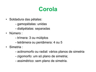 Corola
• Soldadura das pétalas:
      - gamopétalas: unidas
      - dialipétalas: separadas
• Número :
      - trímera: 3 ou mútiplos
      - tetrâmera ou pentâmera: 4 ou 5
• Simetria :
      - actinomorfo ou radial: vários planos de simetria
      - zigomorfo: um só plano de simetria;
      - assimétrico: sem plano de simetria.
 