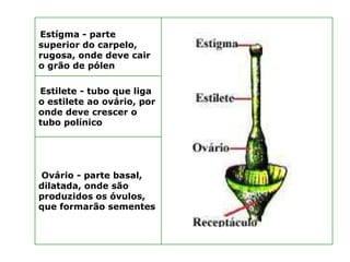 Estígma - parte
superior do carpelo,
rugosa, onde deve cair
o grão de pólen

Estilete - tubo que liga
o estilete ao ovário, por
onde deve crescer o
tubo polínico




Ovário - parte basal,
dilatada, onde são
produzidos os óvulos,
que formarão sementes
 