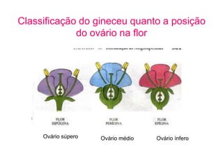Classificação do gineceu quanto a posição
             do ovário na flor




     Ovário súpero   Ovário médio   Ovário ínfero
 