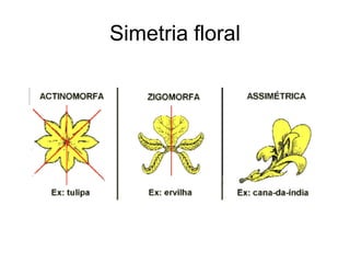 Simetria floral
 