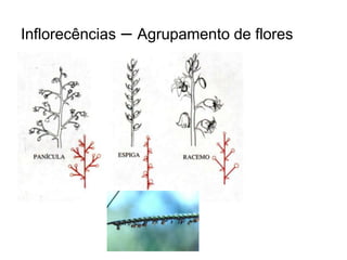 Inflorecências   – Agrupamento de flores
 