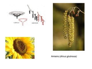 Amieiro (Alnus glutinosa)
 