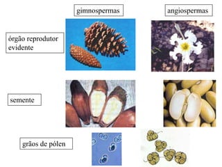 gimnospermas   angiospermas


órgão reprodutor
evidente




semente




    grãos de pólen
 