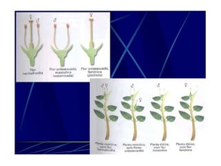 Morfologia da flor agronomia