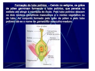 Morfologia da flor agronomia