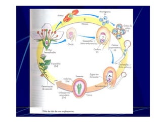 Morfologia da flor agronomia