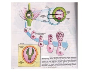 Morfologia da flor agronomia