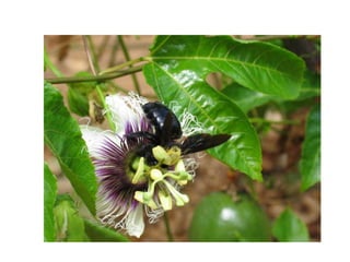 Morfologia da flor agronomia