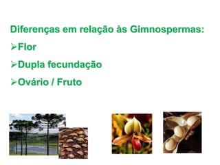 Diferenças em relação às Gimnospermas:
Flor
Dupla fecundação
Ovário / Fruto
 