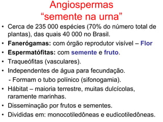 Angiospermas
             “semente na urna”
• Cerca de 235 000 espécies (70% do número total de
  plantas), das quais 40 000 no Brasil.
• Fanerógamas: com órgão reprodutor visível – Flor
• Espermatófitas: com semente e fruto.
• Traqueófitas (vasculares).
• Independentes de água para fecundação.
   - Formam o tubo polínico (sifonogamia).
• Hábitat – maioria terrestre, muitas dulcícolas,
  raramente marinhas.
• Disseminação por frutos e sementes.
• Divididas em: monocotiledôneas e eudicotiledôneas.
 