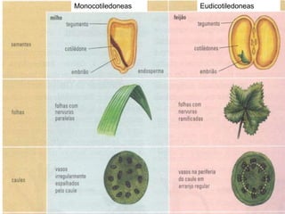 Monocotiledoneas   Eudicotiledoneas
 