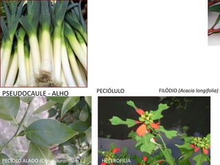 PSEUDOCAULE - ALHO PECIÓLULO
PECÍOLO ALADO (Citrus aurantium L.)
FILÓDIO (Acacia longifolia)
HETEROFILIA
 