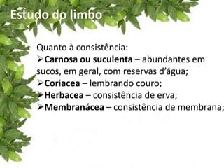 Estudo do limbo
Quanto à consistência:
Carnosa ou suculenta – abundantes em
sucos, em geral, com reservas d’água;
Coriacea – lembrando couro;
Herbacea – consistência de erva;
Membranácea – consistência de membrana;
 