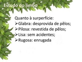 Estudo do limbo
Quanto à surperfície:
Glabra: desprovida de pêlos;
Pilosa: revestida de pêlos;
Lisa: sem acidentes;
Rugosa: enrugada
 