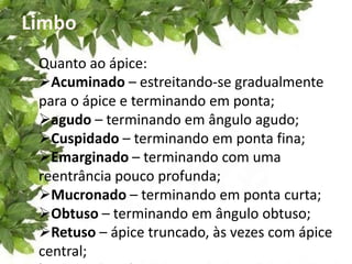 Limbo
Quanto ao ápice:
Acuminado – estreitando-se gradualmente
para o ápice e terminando em ponta;
agudo – terminando em ângulo agudo;
Cuspidado – terminando em ponta fina;
Emarginado – terminando com uma
reentrância pouco profunda;
Mucronado – terminando em ponta curta;
Obtuso – terminando em ângulo obtuso;
Retuso – ápice truncado, às vezes com ápice
central;
 