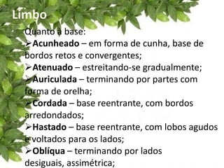 Limbo
Quanto à base:
Acunheado – em forma de cunha, base de
bordos retos e convergentes;
Atenuado – estreitando-se gradualmente;
Auriculada – terminando por partes com
forma de orelha;
Cordada – base reentrante, com bordos
arredondados;
Hastado – base reentrante, com lobos agudos
e voltados para os lados;
Oblíqua – terminando por lados
desiguais, assimétrica;
 