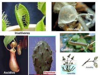 Insetívoras
Ascídios
Utrículos
Gavinha
 