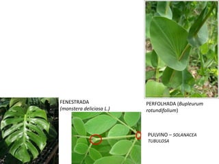 PERFOLHADA (Bupleurum
rotundifolium)
FENESTRADA
(monstera deliciosa L.)
PULVINO – SOLANACEA
TUBULOSA
 
