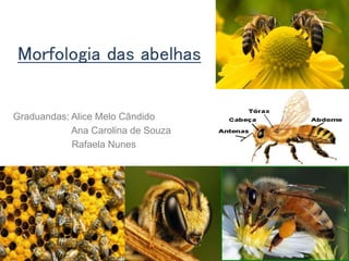 Morfologia das abelhas
Graduandas: Alice Melo Cândido
Ana Carolina de Souza
Rafaela Nunes
 