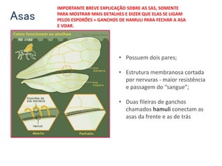 Asas
• Possuem dois pares;
• Estrutura membranosa cortada
por nervuras - maior resistência
e passagem do “sangue”;
• Duas fileiras de ganchos
chamados hamuli conectam as
asas da frente e as de trás
IMPORTANTE BREVE EXPLICAÇÃO SOBRE AS SAS, SOMENTE
PARA MOSTRAR MAIS DETALHES E DIZER QUE ELAS SE LIGAM
PELOS ESPORÕES + GANCHOS DE HAMULI PARA FECHAR A ASA
E VOAR.
 