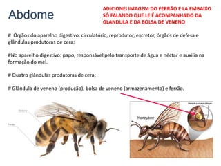 Abdome
# Órgãos do aparelho digestivo, circulatório, reprodutor, excretor, órgãos de defesa e
glândulas produtoras de cera;
#No aparelho digestivo: papo, responsável pelo transporte de água e néctar e auxilia na
formação do mel.
# Quatro glândulas produtoras de cera;
# Glândula de veneno (produção), bolsa de veneno (armazenamento) e ferrão.
ADICIONEI IMAGEM DO FERRÃO E LA EMBAIXO
SÓ FALANDO QUE LE É ACOMPANHADO DA
GLANDULA E DA BOLSA DE VENENO
 