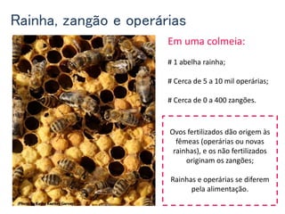 Rainha, zangão e operárias
Em uma colmeia:
# 1 abelha rainha;
# Cerca de 5 a 10 mil operárias;
# Cerca de 0 a 400 zangões.
Ovos fertilizados dão origem às
fêmeas (operárias ou novas
rainhas), e os não fertilizados
originam os zangões;
Rainhas e operárias se diferem
pela alimentação.
 