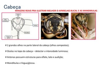 Cabeça
# 2 grandes olhos na parte lateral da cabeça (olhos compostos);
# Ocelos no topo da cabeça – detectar a intensidade luminosa;
# Antenas possuem estruturas para olfato, tato e audição;
# Mandíbulas e língua/glossa.
IMAGENS REAIS PRA ILUSTRAR MELHOR O APARELHO BUCAL E AS MANDIBULAS
 