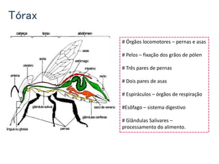 Tórax
# Órgãos locomotores – pernas e asas
# Pelos – fixação dos grãos de pólen
# Três pares de pernas
# Dois pares de asas
# Espiráculos – órgãos de respiração
#Esôfago – sistema digestivo
# Glândulas Salivares –
processamento do alimento.
 