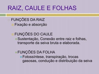 RAIZ, CAULE E FOLHASFUNÇÕES DA RAIZFixação e absorçãoFUNÇÕES DO CAULESustentação, Conexão entre raiz e folhas, transporte da seiva bruta e elaborada.FUNÇÕES DA FOLHAFotossíntese, transpiração, trocas gasosas, condução e distribuição da seiva