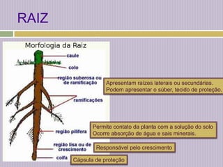 RAIZApresentam raízes laterais ou secundárias. Podem apresentar o súber, tecido de proteção.Permite contato da planta com a solução do soloOcorre absorção de água e sais minerais.Responsável pelo crescimentoCápsula de proteção