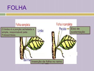 FOLHAEixo de sustentaçãoO limbo é a porção achatada e ampla, responsável pela Fotossíntese.Inserção da folha no ramo