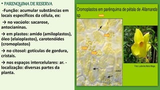 • PARENQUIMADE RESERVA
-Função: acumular substâncias em
locais específicos da célula, ex:
→ no vacúolo: sacarose,
antocianinas.
→ em plastos: amido (amiloplastos),
óleo (elaioplastos), carotenóides
(cromoplastos)
→ no citosol: gotículas de gordura,
cristais.
→ nos espaços intercelulares: ar. -
localização: diversas partes da
planta.
 