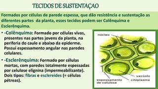 TECIDOS DE SUSTENTAÇAO
• -Colênquima: Formado por células vivas,
presentes nas partes jovens da planta, na
periferia do caule e abaixo da epiderme.
Possui espessamento angular nas paredes
celulares.
• -Esclerênquima: Formado por células
mortas, com paredes totalmente espessadas
por celulose elignina (impermeabilizante).
Dois tipos: fibras e esclereides (= células
pétreas).
Formados por células de parede espessa, que dão resistência e sustentação as
diferentes partes da planta, esses tecidos podem ser Colênquima e
Esclerênquima.
 