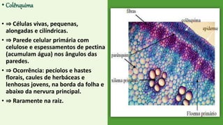 • Colênquima
• ⇒ Células vivas, pequenas,
alongadas e cilíndricas.
• ⇒ Parede celular primária com
celulose e espessamentos de pectina
(acumulam água) nos ângulos das
paredes.
• ⇒ Ocorrência: pecíolos e hastes
florais, caules de herbáceas e
lenhosas jovens, na borda da folha e
abaixo da nervura principal.
• ⇒ Raramente na raiz.
 