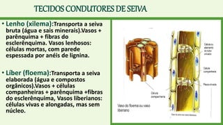TECIDOS CONDUTORES DE SEIVA
• Lenho (xilema):Transporta a seiva
bruta (água e sais minerais).Vasos +
parênquima + fibras do
esclerênquima. Vasos lenhosos:
células mortas, com parede
espessada por anéis de lignina.
• Líber (floema):Transporta a seiva
elaborada (água e compostos
orgânicos).Vasos + células
companheiras + parênquima +fibras
do esclerênquima, Vasos liberianos:
células vivas e alongadas, mas sem
núcleo.
 