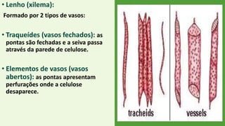 • Lenho (xilema):
Formado por 2 tipos de vasos:
• Traqueídes (vasos fechados): as
pontas são fechadas e a seiva passa
através da parede de celulose.
• Elementos de vasos (vasos
abertos): as pontas apresentam
perfurações onde a celulose
desaparece.
 