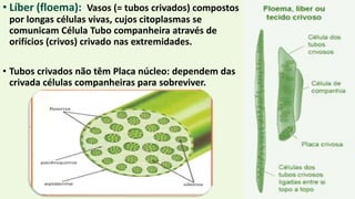 • Líber (floema): Vasos (= tubos crivados) compostos
por longas células vivas, cujos citoplasmas se
comunicam Célula Tubo companheira através de
orifícios (crivos) crivado nas extremidades.
• Tubos crivados não têm Placa núcleo: dependem das
crivada células companheiras para sobreviver.
 