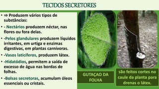 TECIDOS SECRETORES
• ⇒ Produzem vários tipos de
substâncias:
• - Nectários produzem néctar, nas
flores ou fora delas.
• -Pelos glandulares produzem líquidos
irritantes, em urtiga e enzimas
digestivas, em plantas carnívoras.
• -Vasos laticíferos, produzem látex.
• -Hidatódios, permitem a saída de
excesso de água nas bordas de
folhas.
• -Bolsas secretoras, acumulam óleos
essenciais ou cristais.
GUTAÇAO DA
FOLHA
são feitos cortes no
caule da planta para
drenas o látex.
 