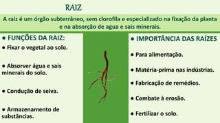 RAIZ
● FUNÇÕES DA RAIZ:
● Fixar o vegetal ao solo.
● Absorver água e sais
minerais do solo.
● Condução de seiva.
● Armazenamento de
substâncias.
A raiz é um órgão subterrâneo, sem clorofila e especializado na fixação da planta
e na absorção de agua e sais minerais.
● IMPORTÂNCIA DAS RAÍZES
● Para alimentação.
● Matéria-prima nas indústrias.
● Fabricação de remédios.
● Combate à erosão.
● Fertilizar o solo.
 