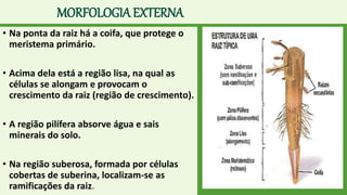 MORFOLOGIA EXTERNA
• Na ponta da raiz há a coifa, que protege o
meristema primário.
• Acima dela está a região lisa, na qual as
células se alongam e provocam o
crescimento da raiz (região de crescimento).
• A região pilífera absorve água e sais
minerais do solo.
• Na região suberosa, formada por células
cobertas de suberina, localizam-se as
ramificações da raiz.
 