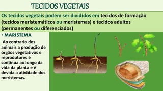 TECIDOS VEGETAIS
• MARISTEMA
Ao contrario dos
animais a produção de
órgãos vegetativos e
reprodutores é
continua ao longo da
vida da planta e é
devida a atividade dos
meristemas.
Os tecidos vegetais podem ser divididos em tecidos de formação
(tecidos meristemáticos ou meristemas) e tecidos adultos
(permanentes ou diferenciados)
 