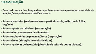 • CLASSIFICAÇÃO
• De acordo com a função que desempenham as raízes apresentam uma série de
adaptações e podem ser classificadas em:
• Raízes adventícias (se desenvolvem a partir do caule, milho ou da folha,
begônia).
• Raízes suporte ou tabulares (sustentação).
• Raízes tuberosas (reserva de alimentos).
• Raízes respiratórias ou pneumatóforos (respiração).
• Raízes aéreas (absorção de umidade do ar).
• Raízes sugadoras ou haustório (absorção de seiva de outras plantas).
 