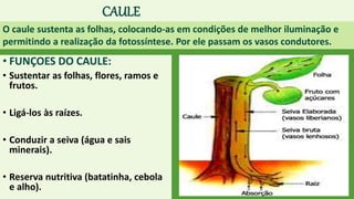CAULE
• FUNÇOES DO CAULE:
• Sustentar as folhas, flores, ramos e
frutos.
• Ligá-los às raízes.
• Conduzir a seiva (água e sais
minerais).
• Reserva nutritiva (batatinha, cebola
e alho).
O caule sustenta as folhas, colocando-as em condições de melhor iluminação e
permitindo a realização da fotossíntese. Por ele passam os vasos condutores.
 