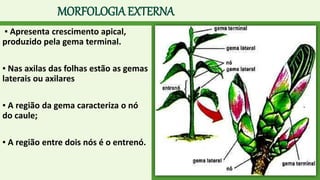 MORFOLOGIA EXTERNA
▪ Apresenta crescimento apical,
produzido pela gema terminal.
▪ Nas axilas das folhas estão as gemas
laterais ou axilares
▪ A região da gema caracteriza o nó
do caule;
▪ A região entre dois nós é o entrenó.
 